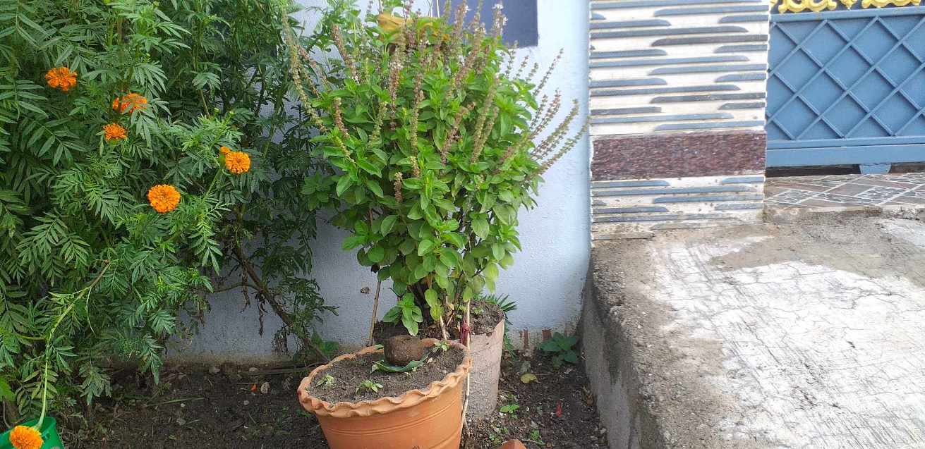 तुलसीको बिरुवा