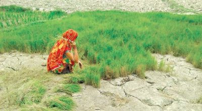 धानको बीउ