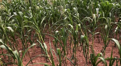 मकै सुकेको