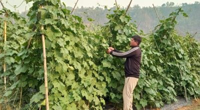 रैथाने बाली