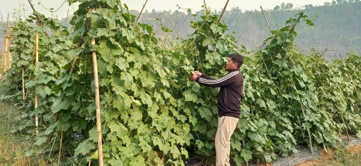 रैथाने बाली