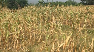 खडेरीले मकै खेतमै सुके