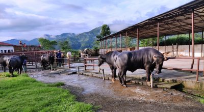 मुर्रा राँगो