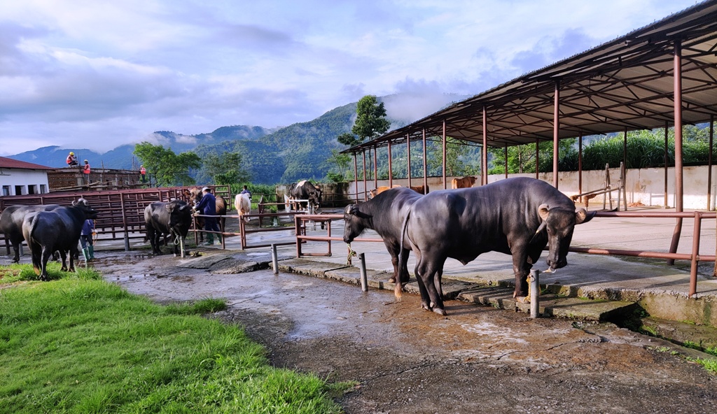 मुर्रा राँगो