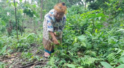 निगुरो टिपेर