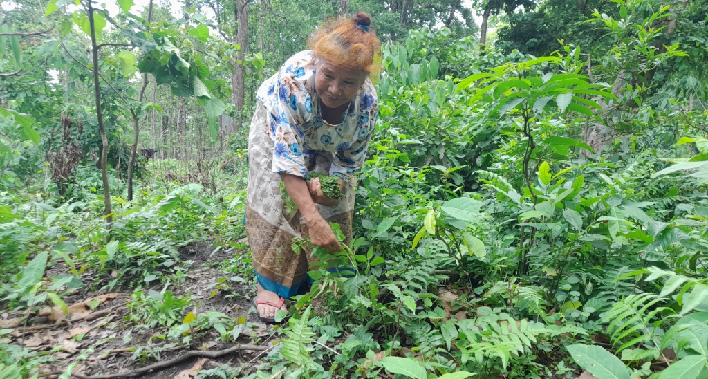 निगुरो टिपेर