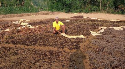 ब्याडमै सुक्न थाल्यो धानको बीउ