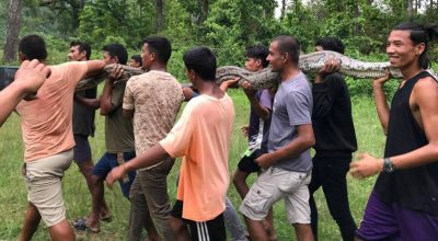 ३३ केजीको अजिङ्गर