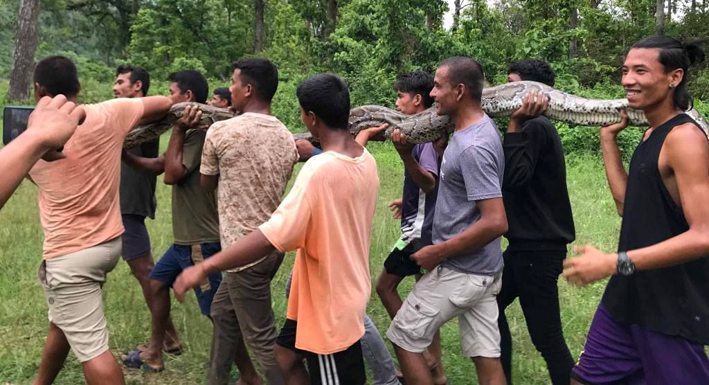 ३३ केजीको अजिङ्गर