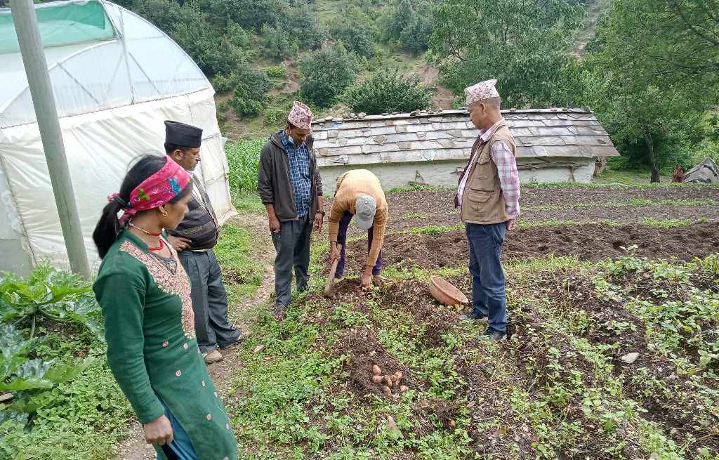 बझाङको आनन्दपुरका किसान