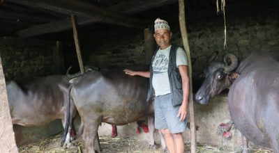 स्थानीय जातका भैँसी संरक्षण