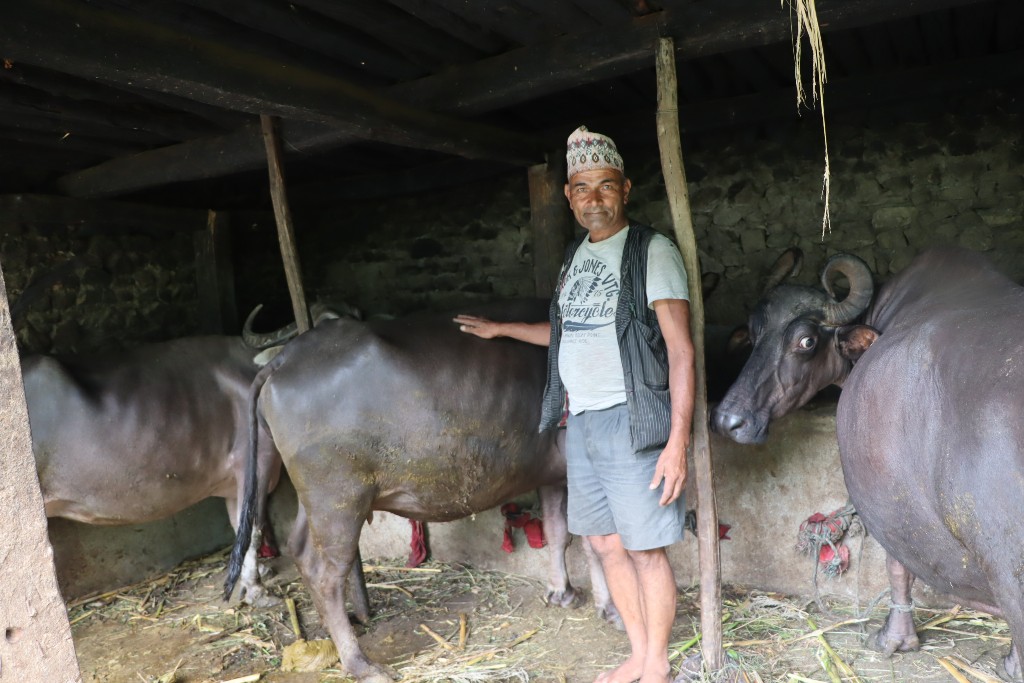 स्थानीय जातका भैँसी संरक्षण