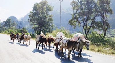 बर्खामा ढुवानी गर्न घोडा खच्चडकै भर