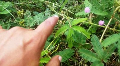 लज्जावती झार