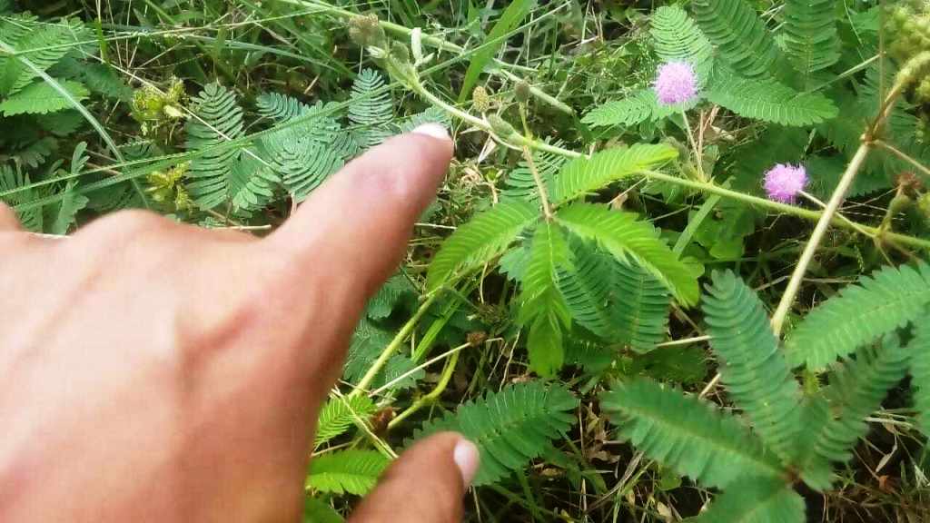 लज्जावती झार