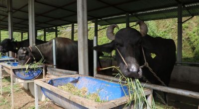 मुर्रा भैँसी