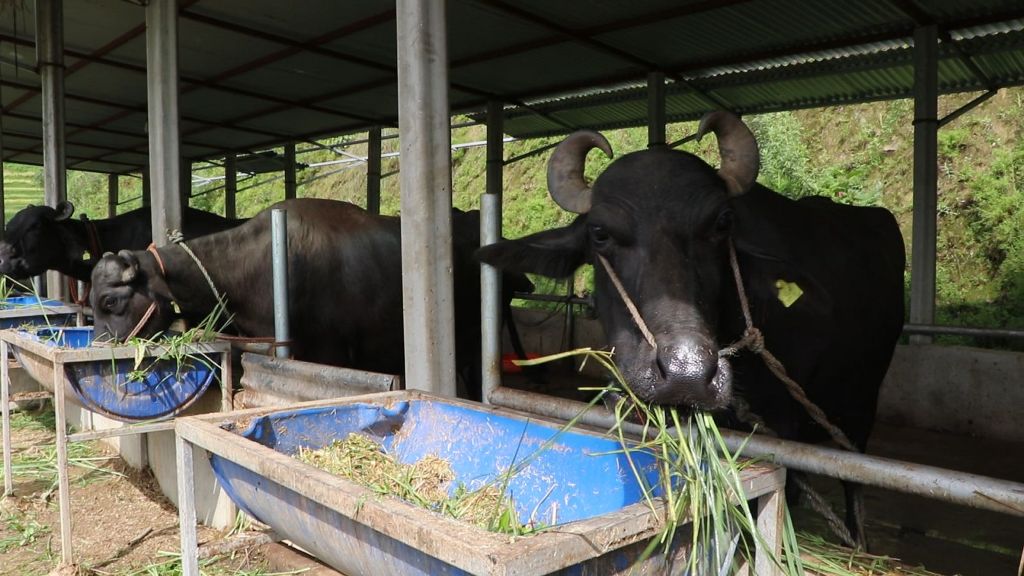 मुर्रा भैँसी