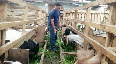 म्याग्दीको खानीगाउँमा घरैपिच्छे बाख्रापालन