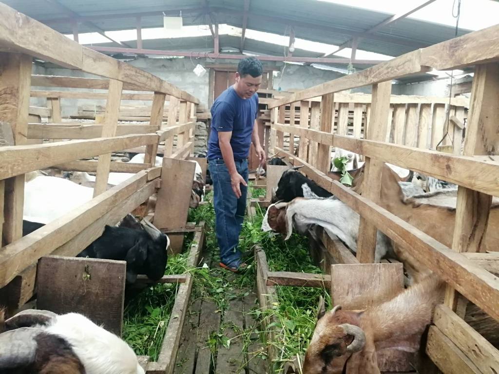 म्याग्दीको खानीगाउँमा घरैपिच्छे बाख्रापालन
