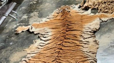 पाटेबाघको छाला