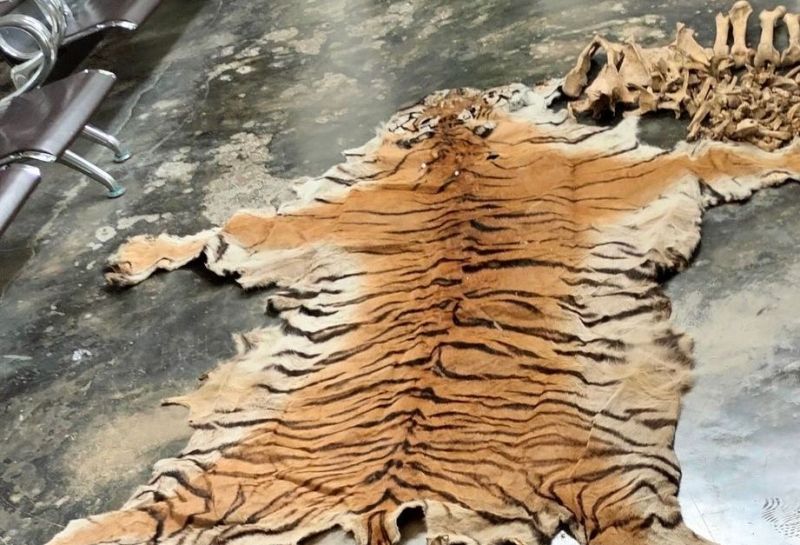 पाटेबाघको छाला