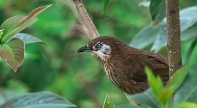 काँडे भ्याकुरा