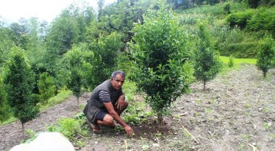 म्याग्दीको मङ्गलाका किसान व्यावसायिक खेतीतर्फ