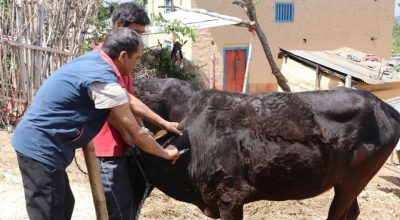 पशुलाई खोप