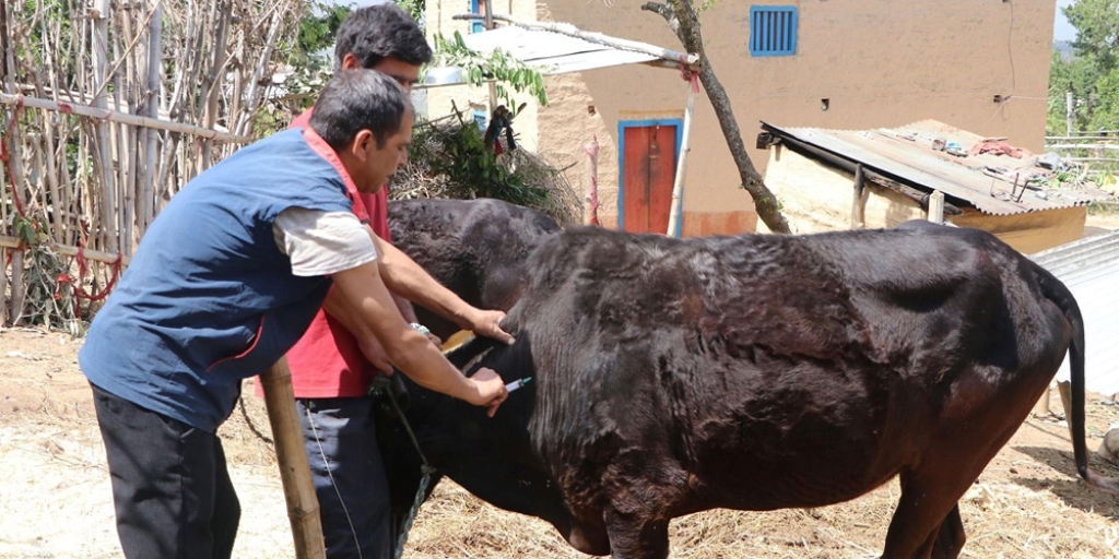 पशुलाई खोप