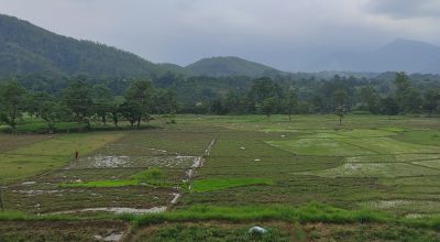 पानी अभावले रोपाइँ ढिला