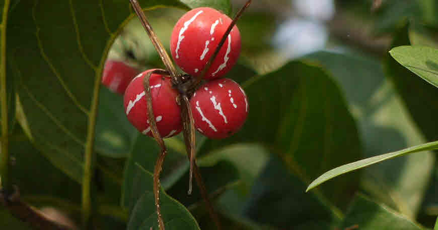 शिवलिंगी बुटी
