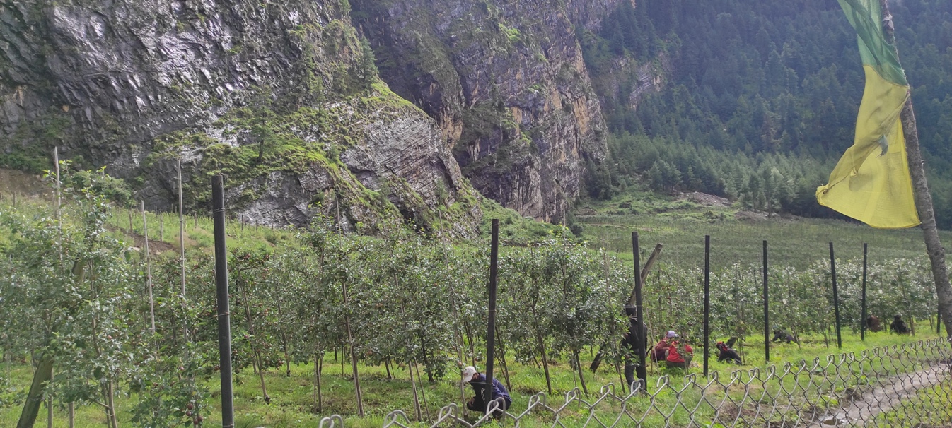 मनाङ स्याउखेती