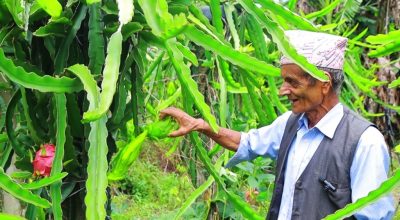 बालकृष्ण अर्याल ड्रागन खेती