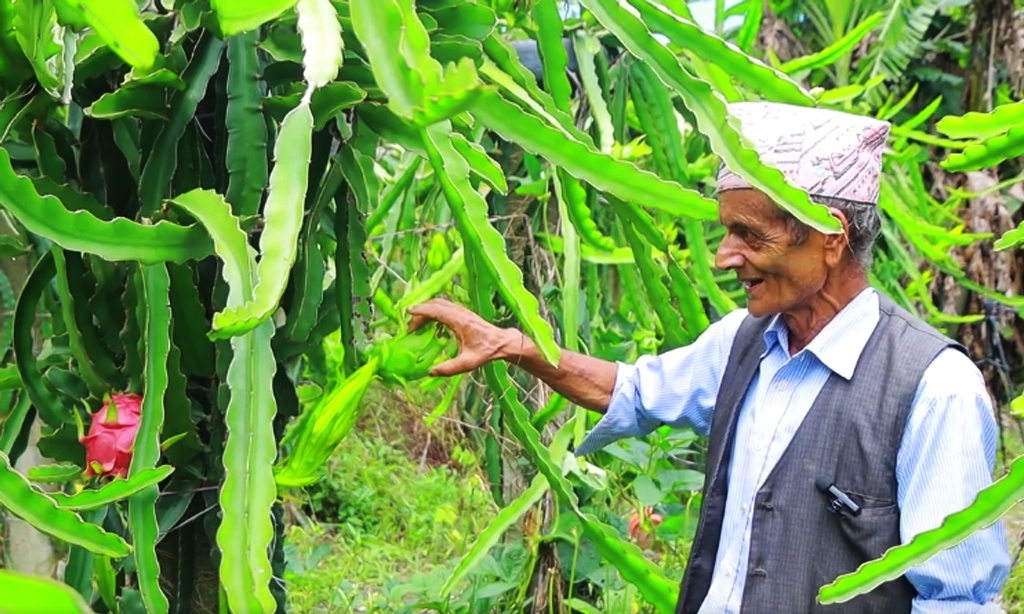 बालकृष्ण अर्याल ड्रागन खेती