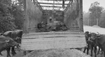 ट्रक पल्टिँदा १७ वटा भैँसी-पाडा मरे