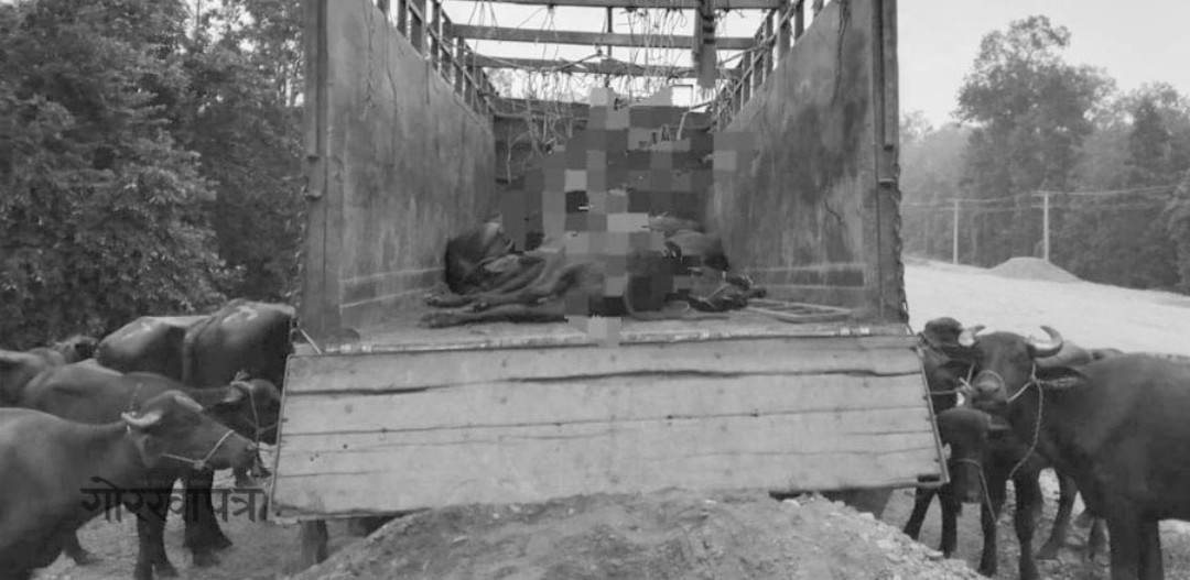 ट्रक पल्टिँदा १७ वटा भैँसी-पाडा मरे