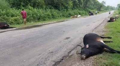 कपिलवस्तुमा बसको ठक्करबाट १० गाई गोरु मरे
