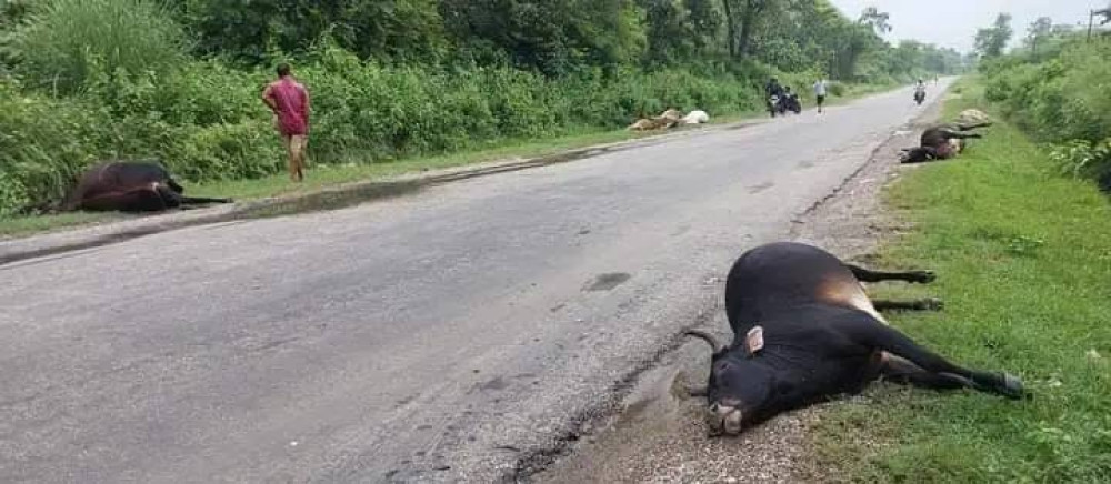 कपिलवस्तुमा बसको ठक्करबाट १० गाई गोरु मरे