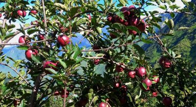 तिप्लिङमा स्याउ लटरम्मै