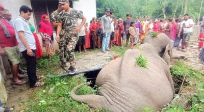 कञ्चनपुरमा सेफ्टी ट्याङ्कीमा परेर जंगली हात्तीको मृत्यु