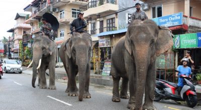 सौराहामा पर्यटक नहुँदा हात्ती सफारी संकटमा