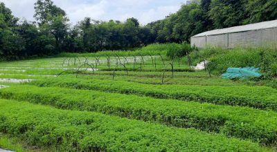 फूलखेती