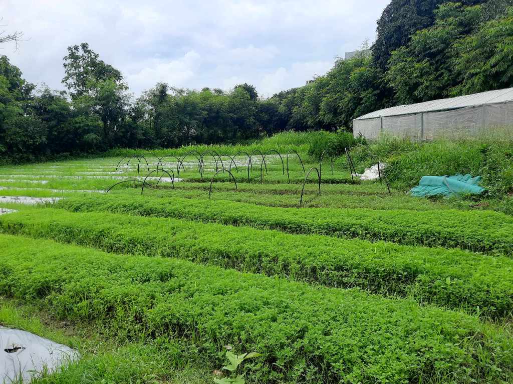 फूलखेती