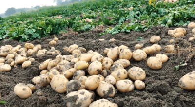 म्याग्दीमा उत्पादित आलु