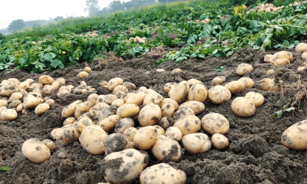 म्याग्दीमा उत्पादित आलु