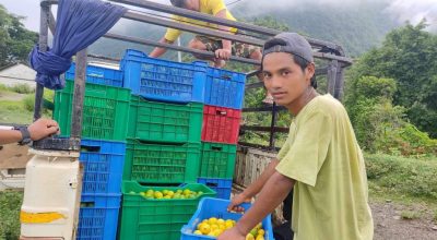 तनहुँमा उत्पादित कागती