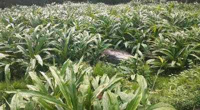 भोजपुरका अलैँची