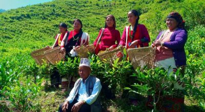 चिया बगान