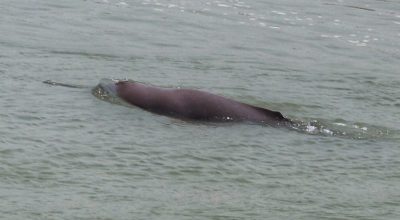 डल्फिन उफ्रँदै