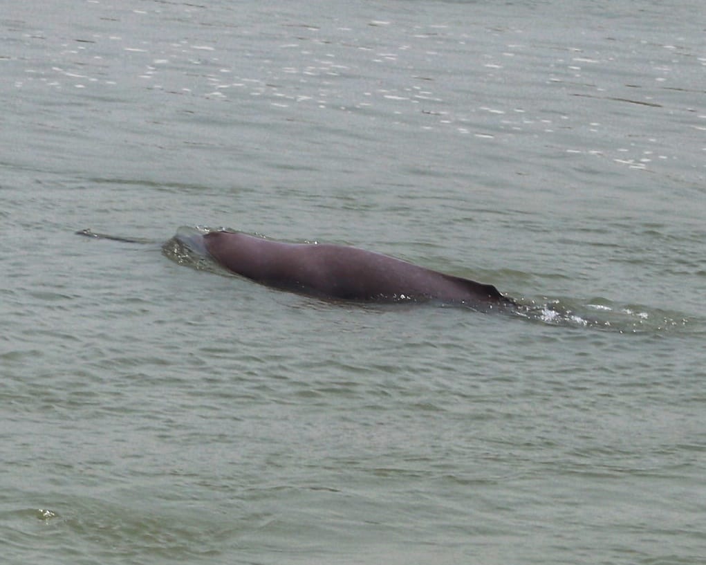 डल्फिन उफ्रँदै